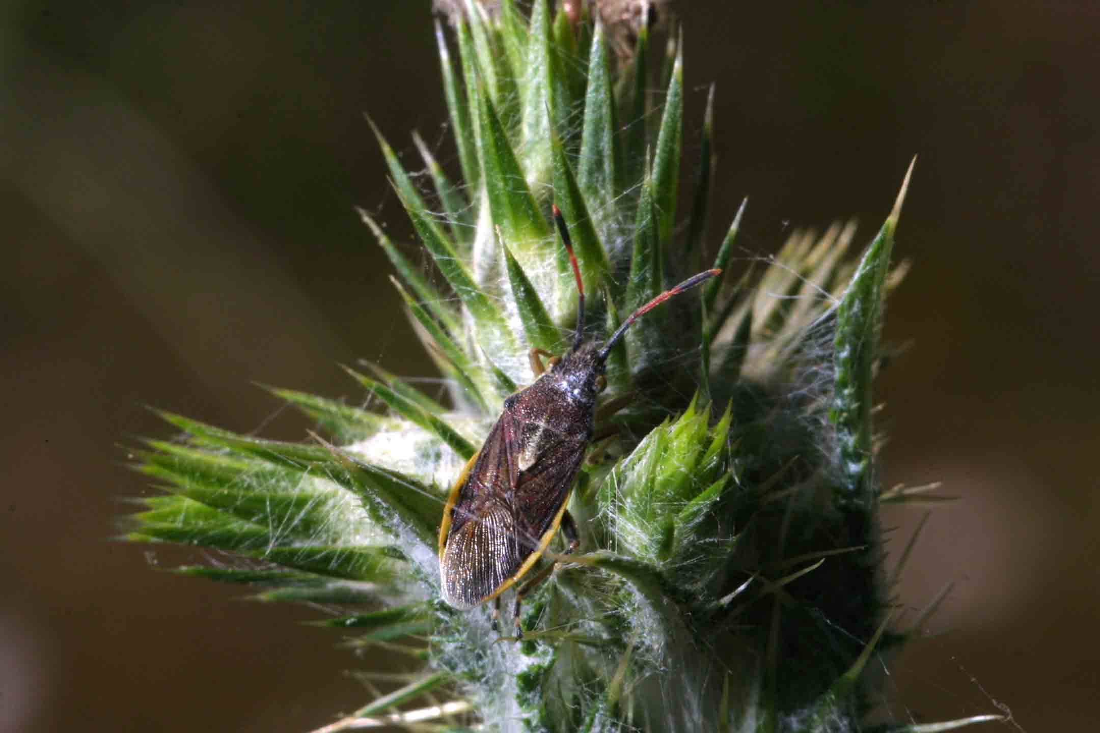 A Roma: Maccevethus corsicus (Heteroptera, Rhopalidae)